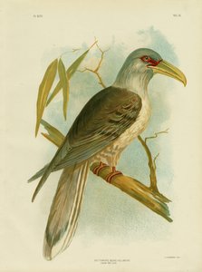 チャンネルビル、1891 作： Gracius Broinowski